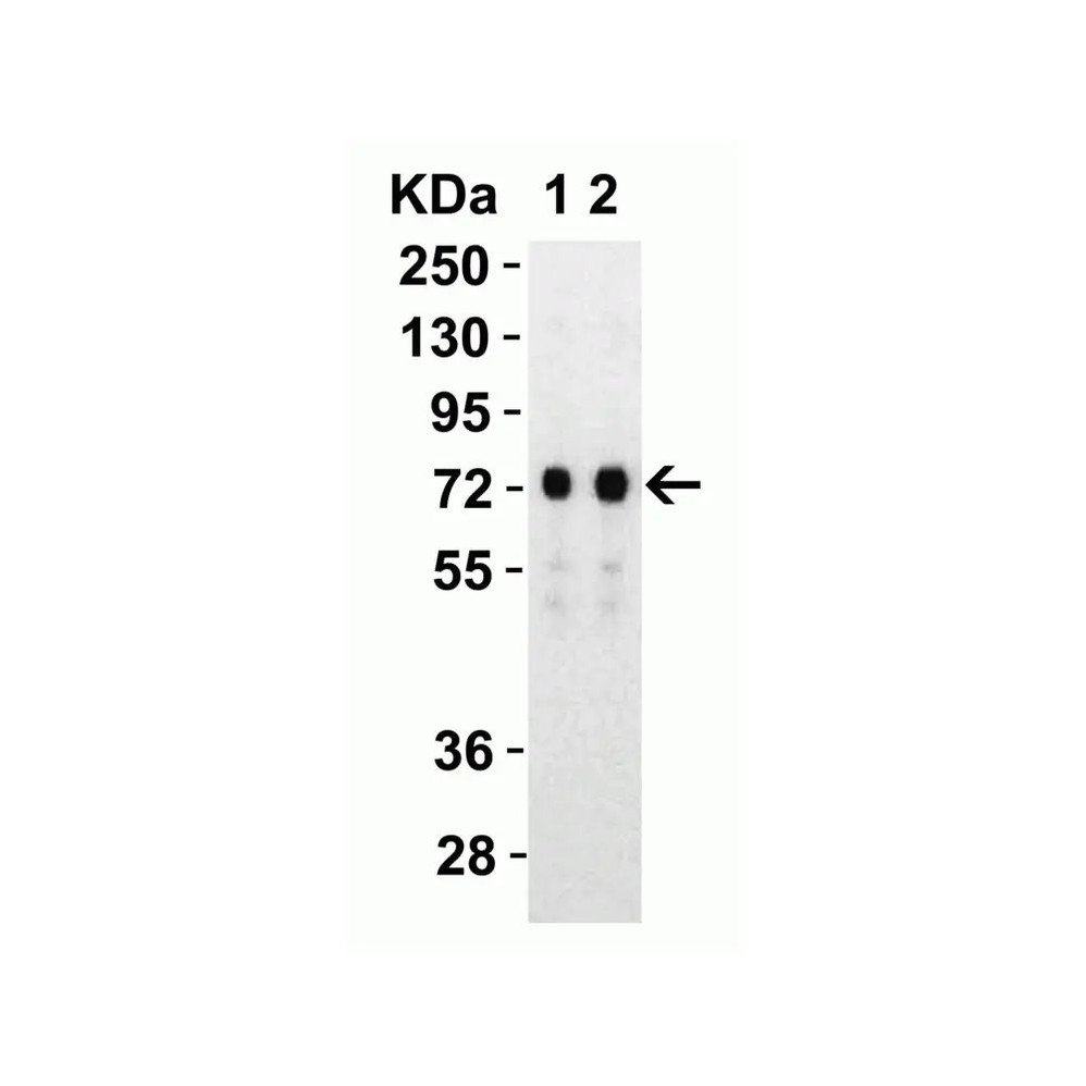 ProSci 9123 SARS-CoV-2 (COVID-19) Spike S2 Antibody