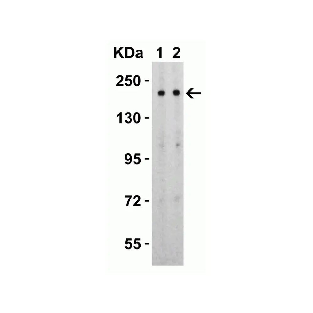 ProSci 9123 SARS-CoV-2 (COVID-19) Spike S2 Antibody