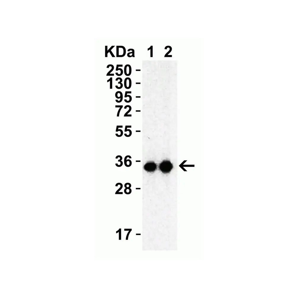 ProSci 9153 SARS-CoV-2 (COVID-19) 3CL-PRO (NSP5) Antibody