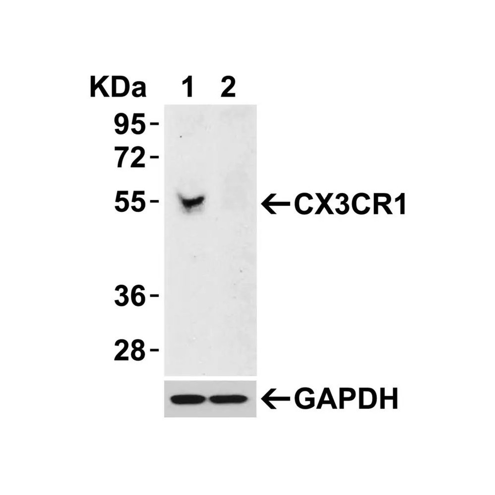 ProSci 2093 CX3CR1 Antibody