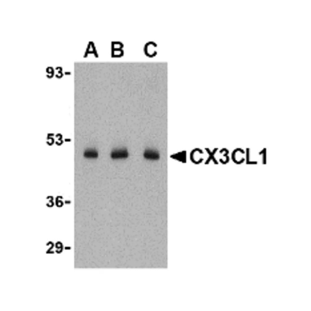 ProSci 2099 CX3CL1 Antibody