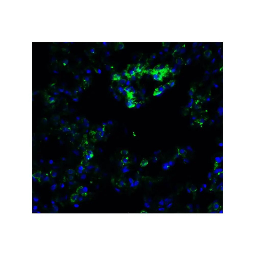 ProSci 9551 FZD6 (IN) Antibody