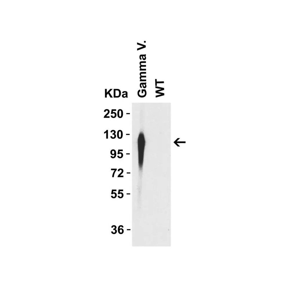 ProSci 9573 SARS-CoV-2 Spike P26S Antibody