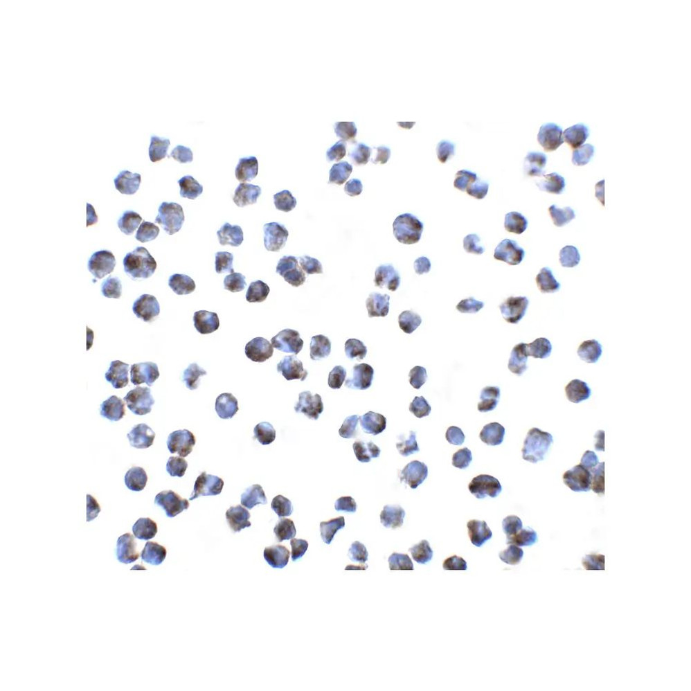 ProSci 2101 GPR15 Antibody