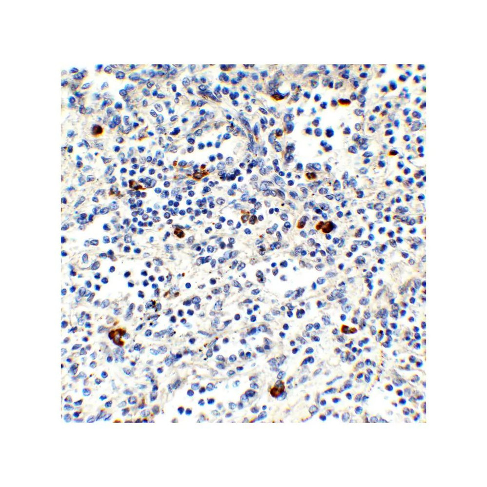 ProSci 9647 MNDA (IN) Antibody