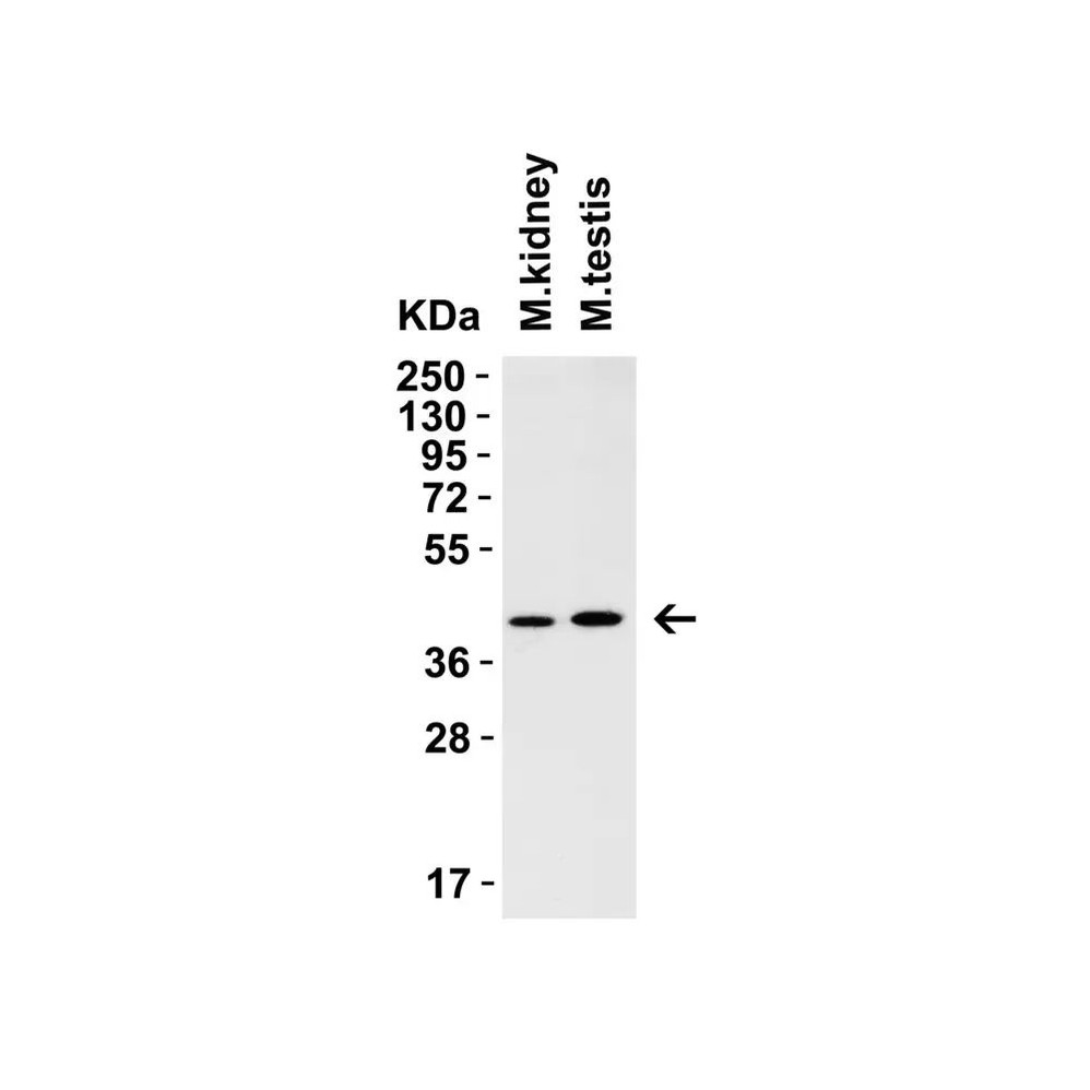ProSci 9653 AIFM2 (CT) Antibody