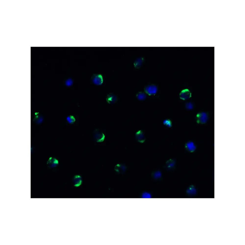 ProSci 9653 AIFM2 (CT) Antibody