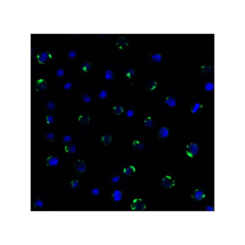 ProSci 9665 PEX3 (CT) Antibody