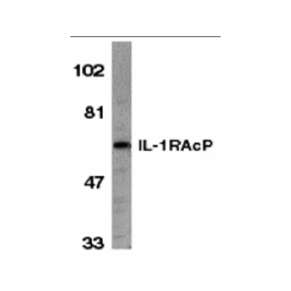 ProSci 2129 IL-1RAcP Antibody