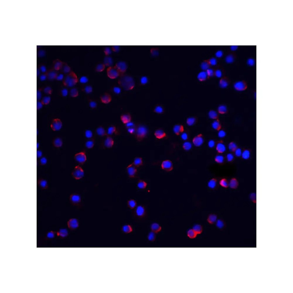 ProSci 2129 IL-1RAcP Antibody
