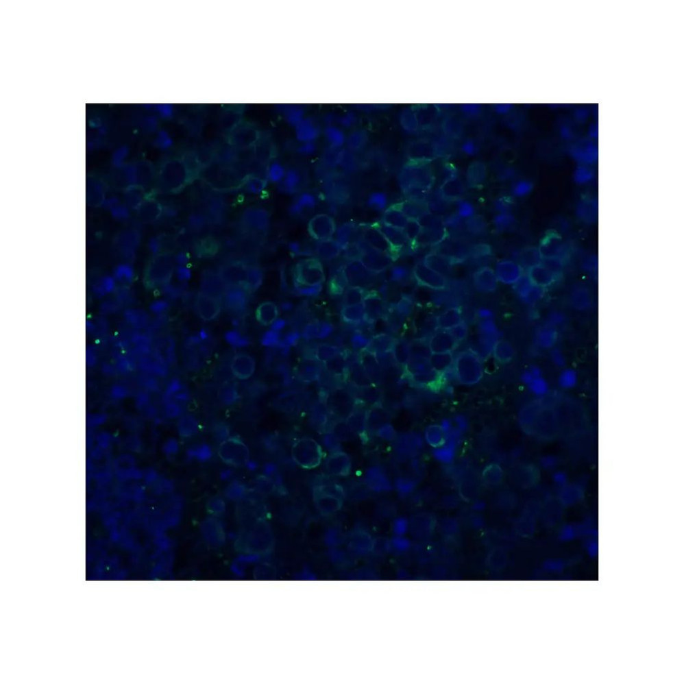ProSci 2133 APP Antibody