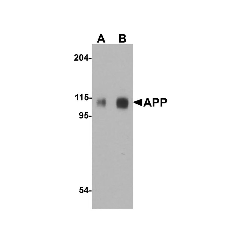 ProSci 2136 APP Antibody