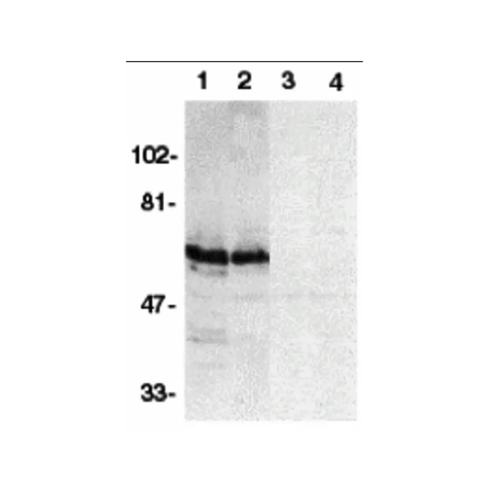 ProSci 2143 SODD Antibody
