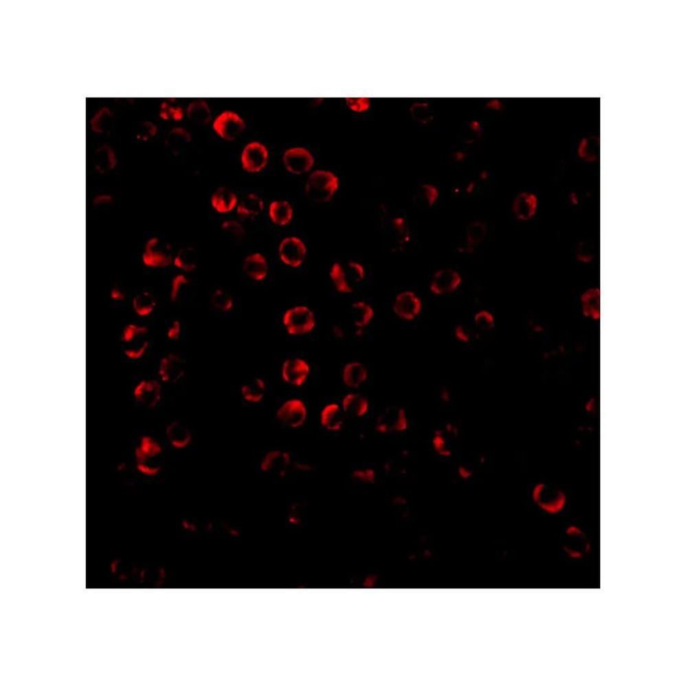 ProSci 2143 SODD Antibody