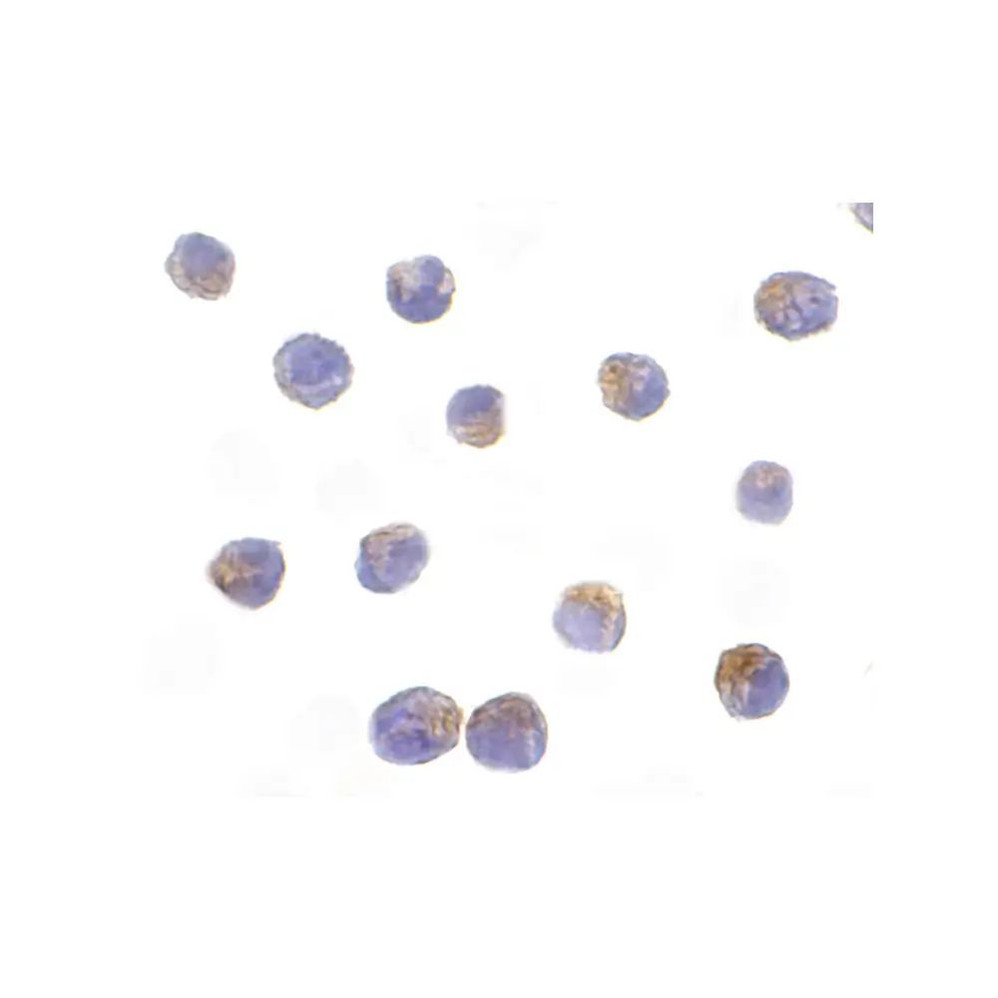 ProSci 2149 DRAK2 Antibody