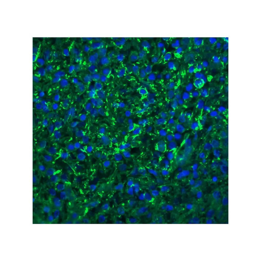 ProSci 2209 Bonzo Antibody
