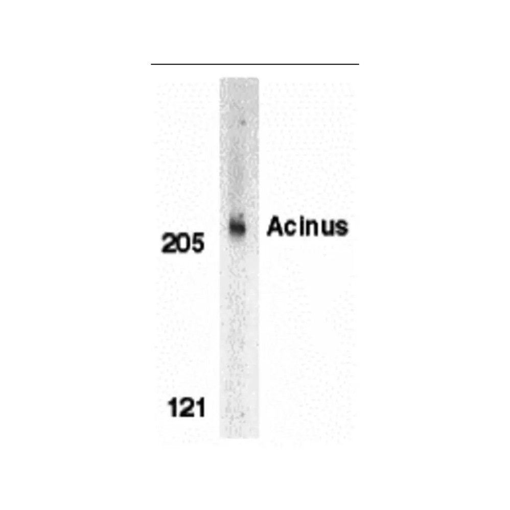 ProSci 2215 Acinus Antibody