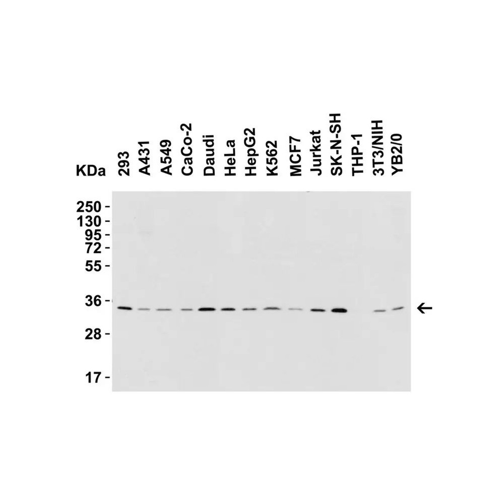ProSci 2221 BAFF Antibody