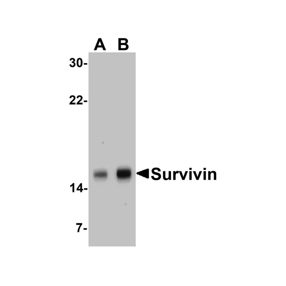 ProSci 2233 Survivin Antibody
