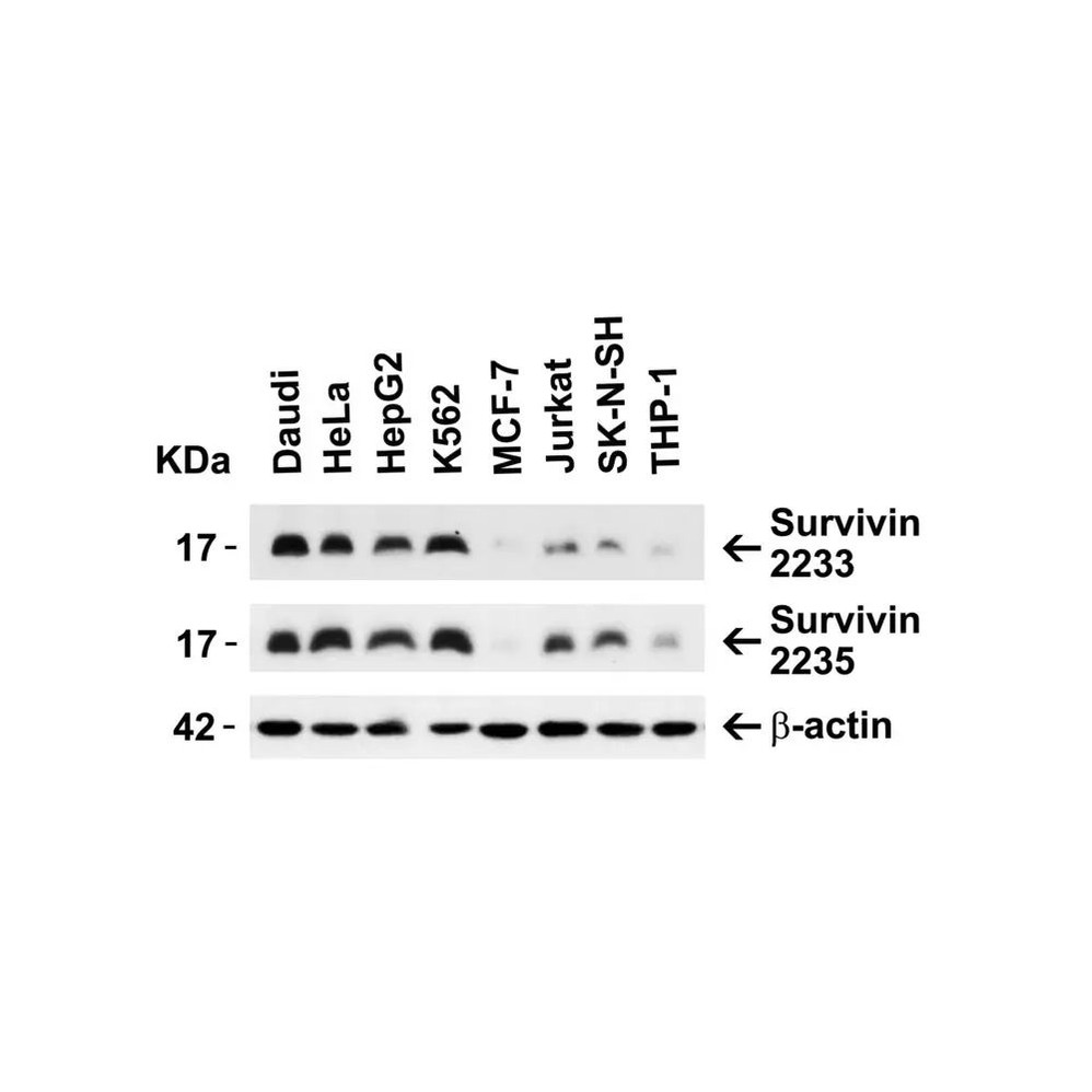 ProSci 2233 Survivin Antibody