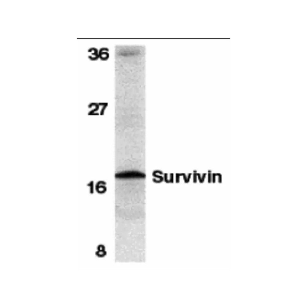 ProSci 2237 Survivin Antibody