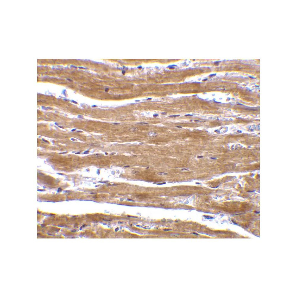 ProSci 2247 BACE2 Antibody