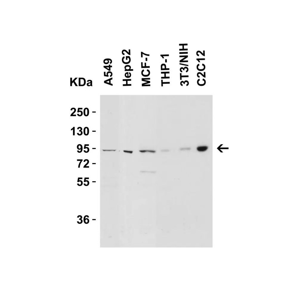 ProSci 2265 Nephrin Antibody