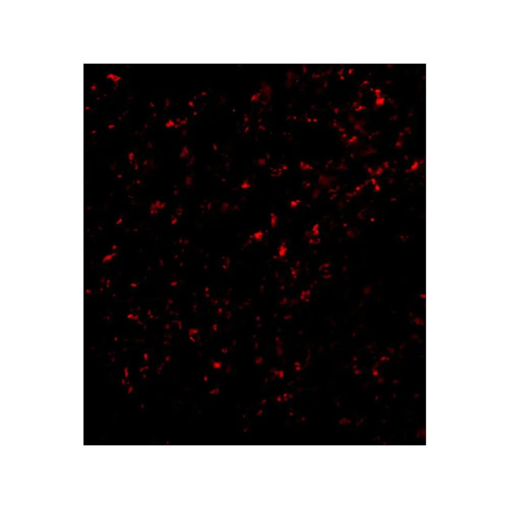 ProSci 2279 F1A alpha Antibody