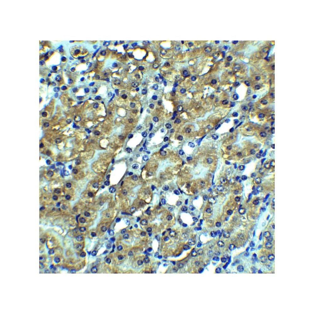 ProSci 2283 RIP3 Antibody