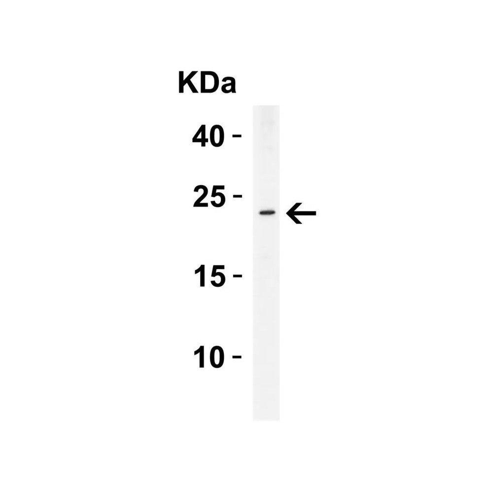 ProSci 2287 ASC Antibody