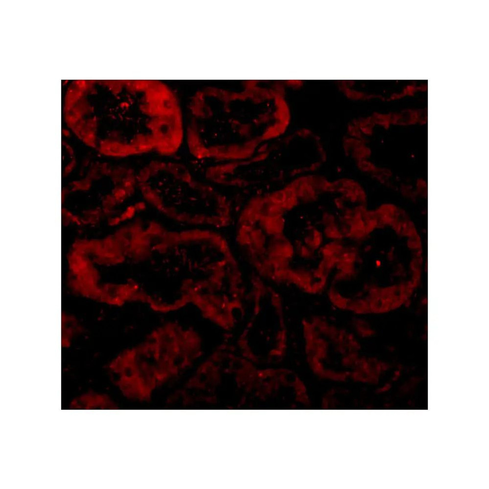 ProSci 2289 Bnip3L Antibody