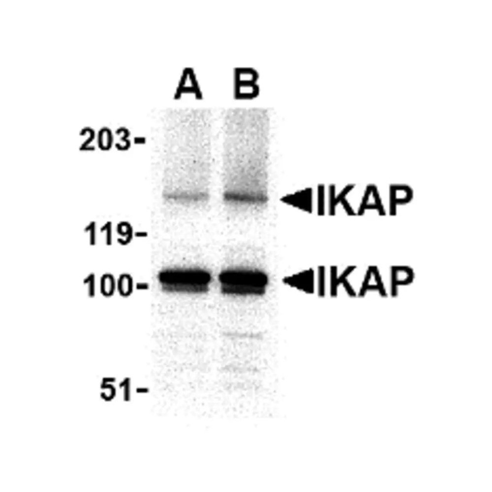 ProSci 2337 IKAP Antibody