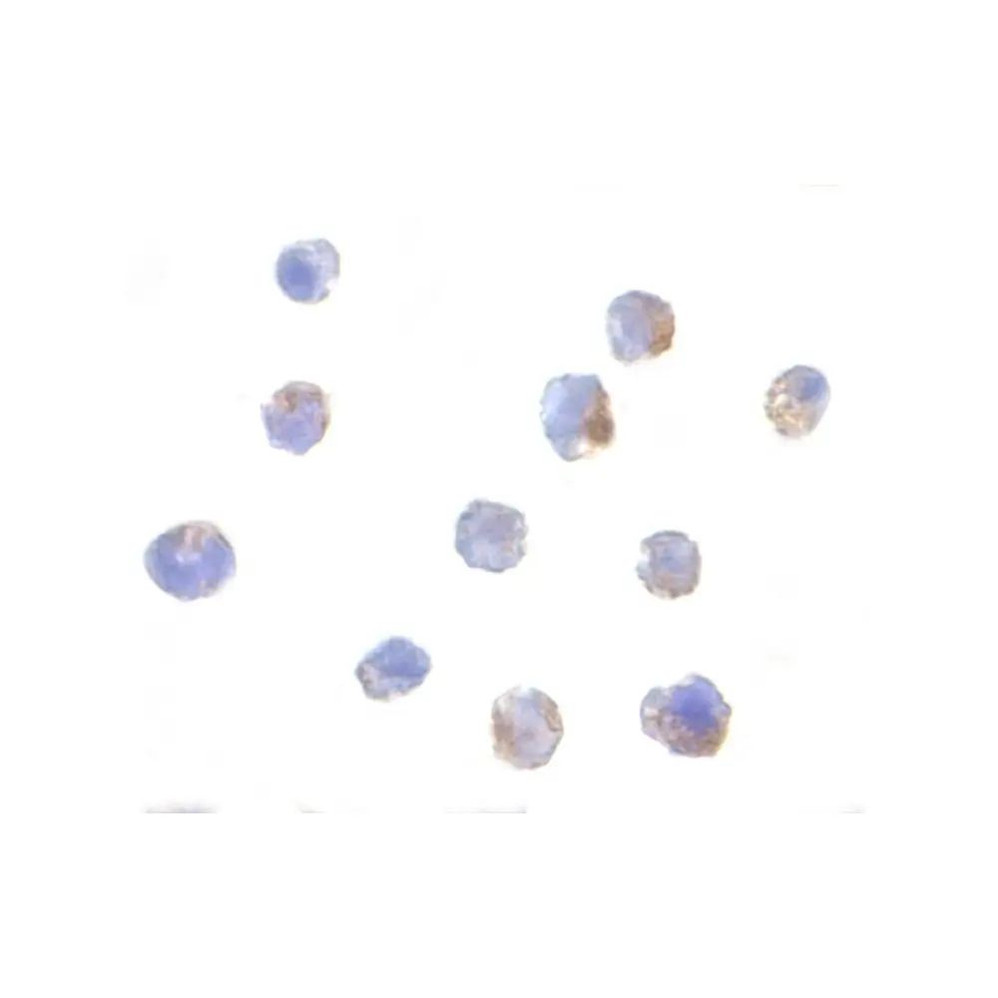 ProSci 2337 IKAP Antibody