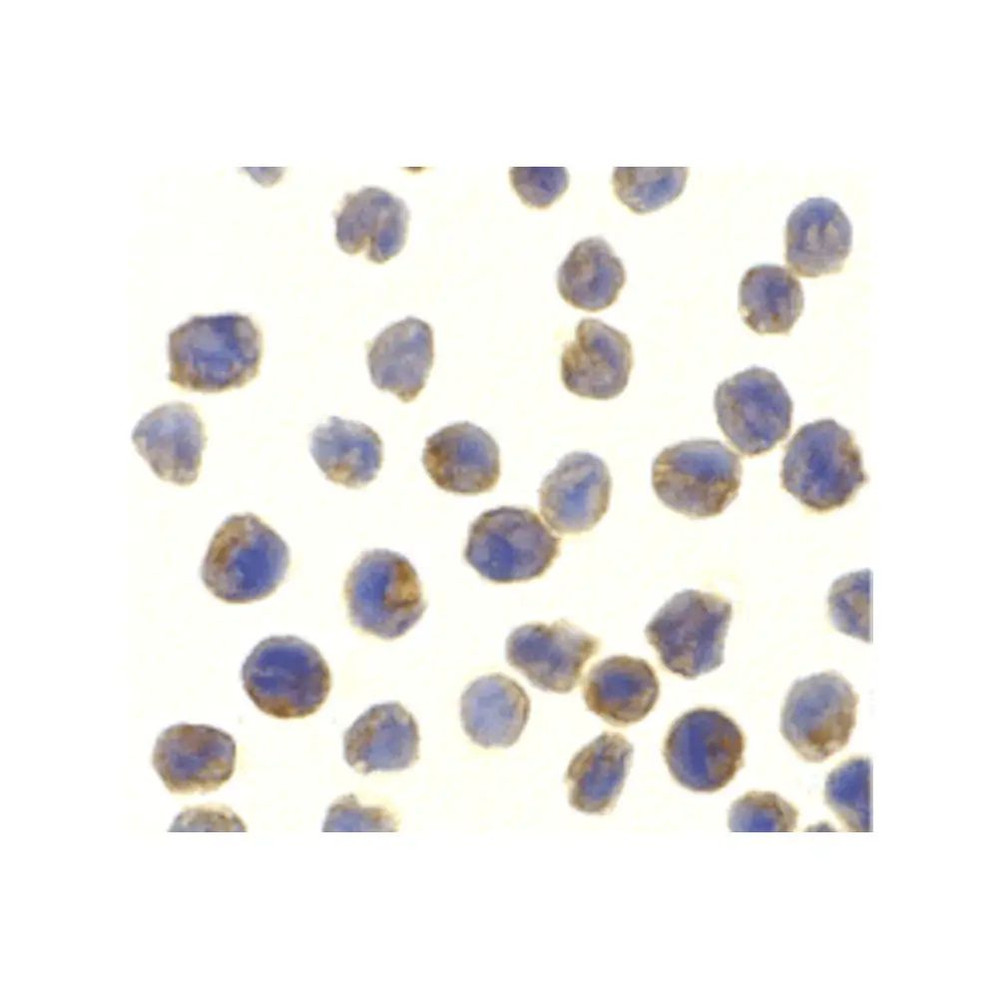 ProSci 2351 NAK Antibody