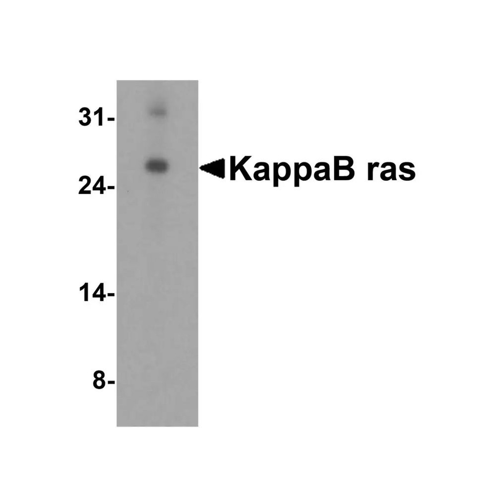 ProSci 2491 KappaB ras Antibody