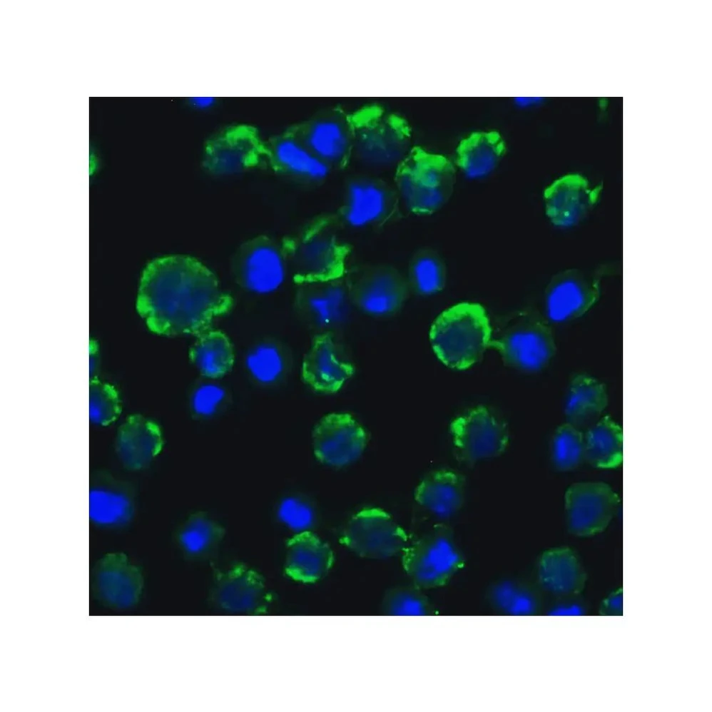 ProSci 2501 CIKS Antibody