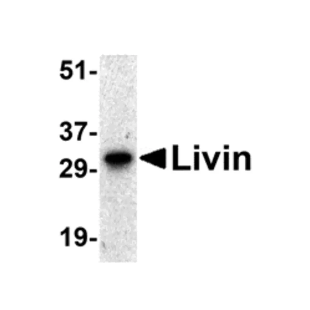 ProSci 2505 Livin Antibody