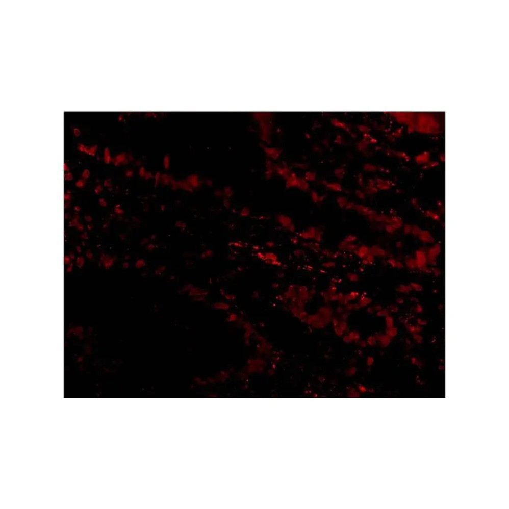 ProSci 2505 Livin Antibody