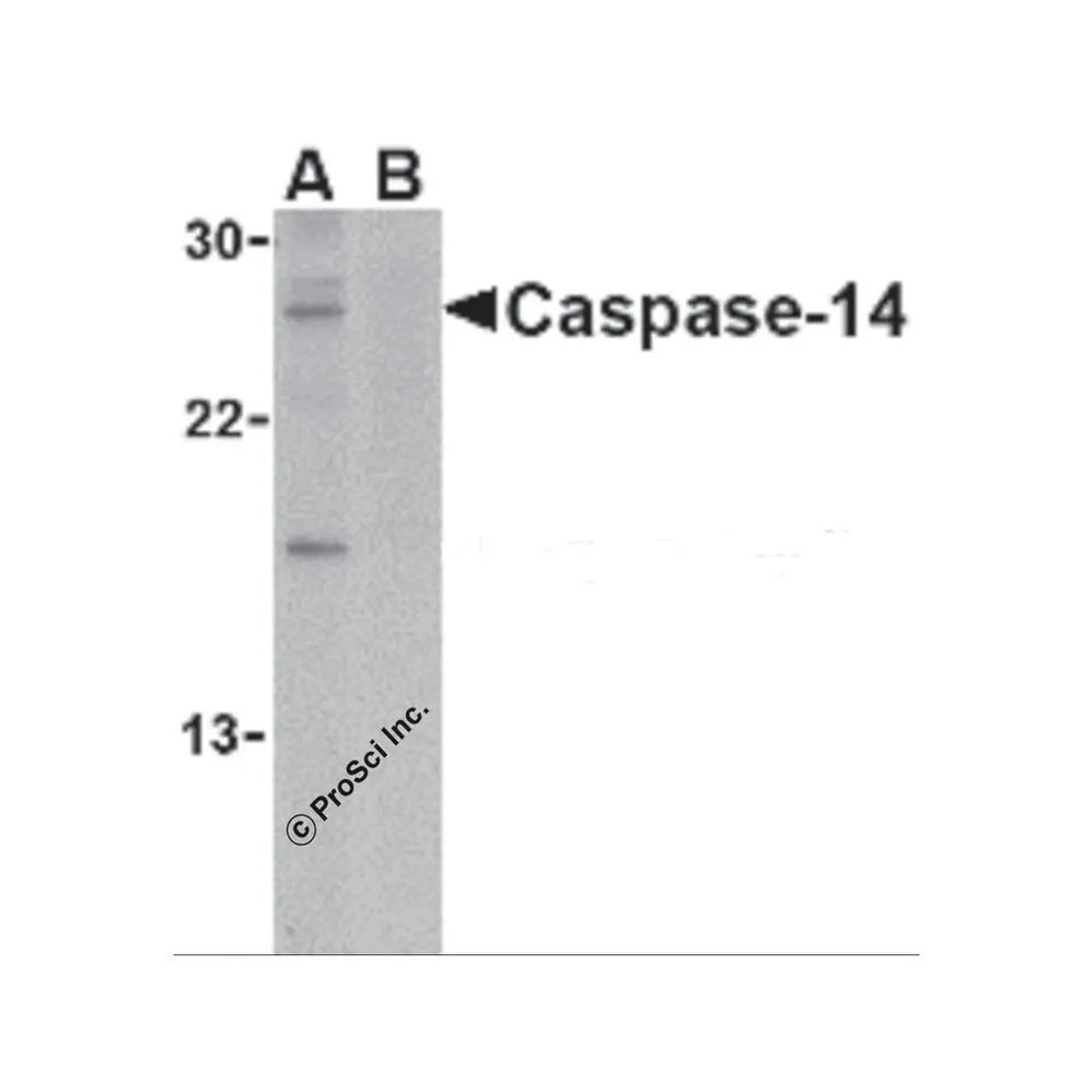 ProSci 2509 Caspase-14 Antibody