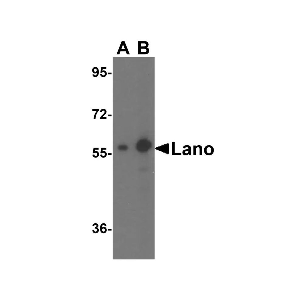 ProSci 3001 Lano Antibody