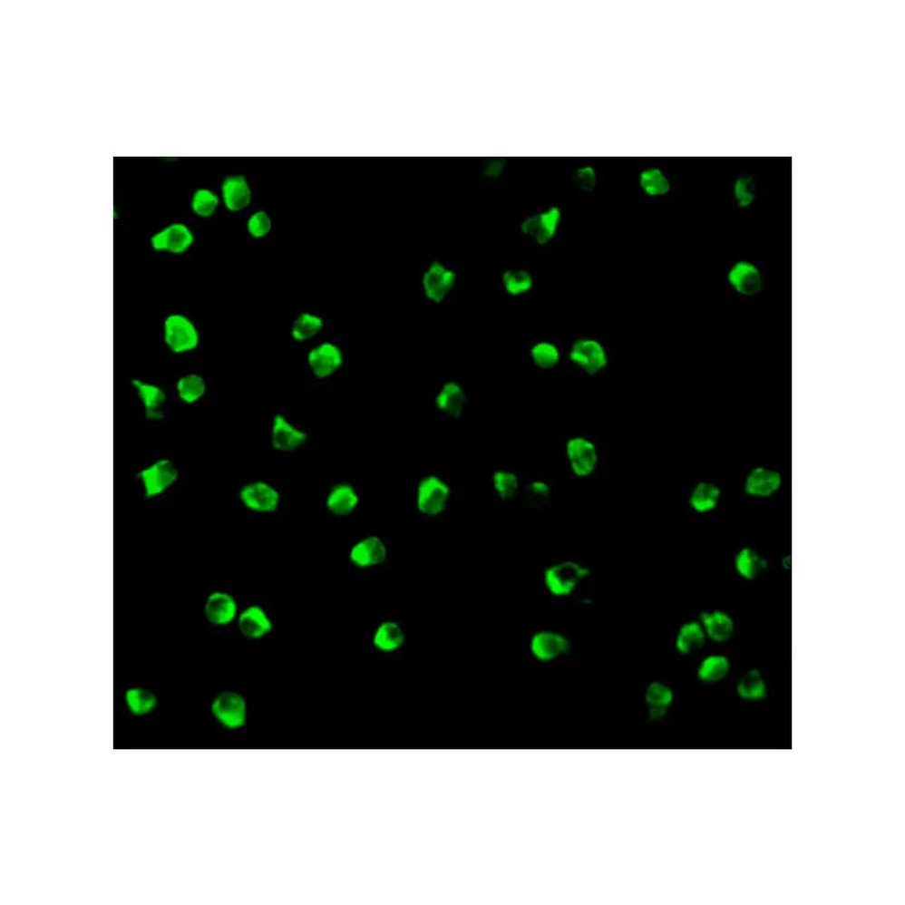 ProSci 3009 Nudel Antibody