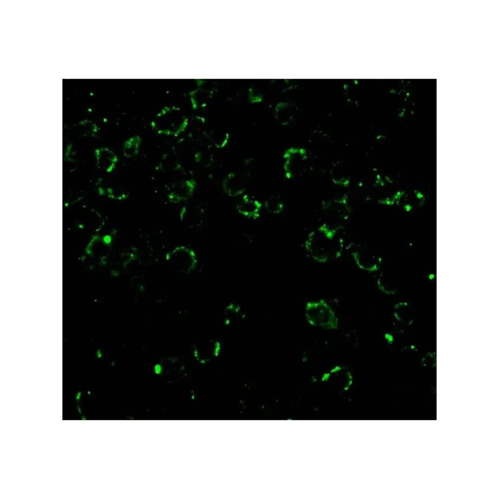 ProSci 3013 CARD10 Antibody
