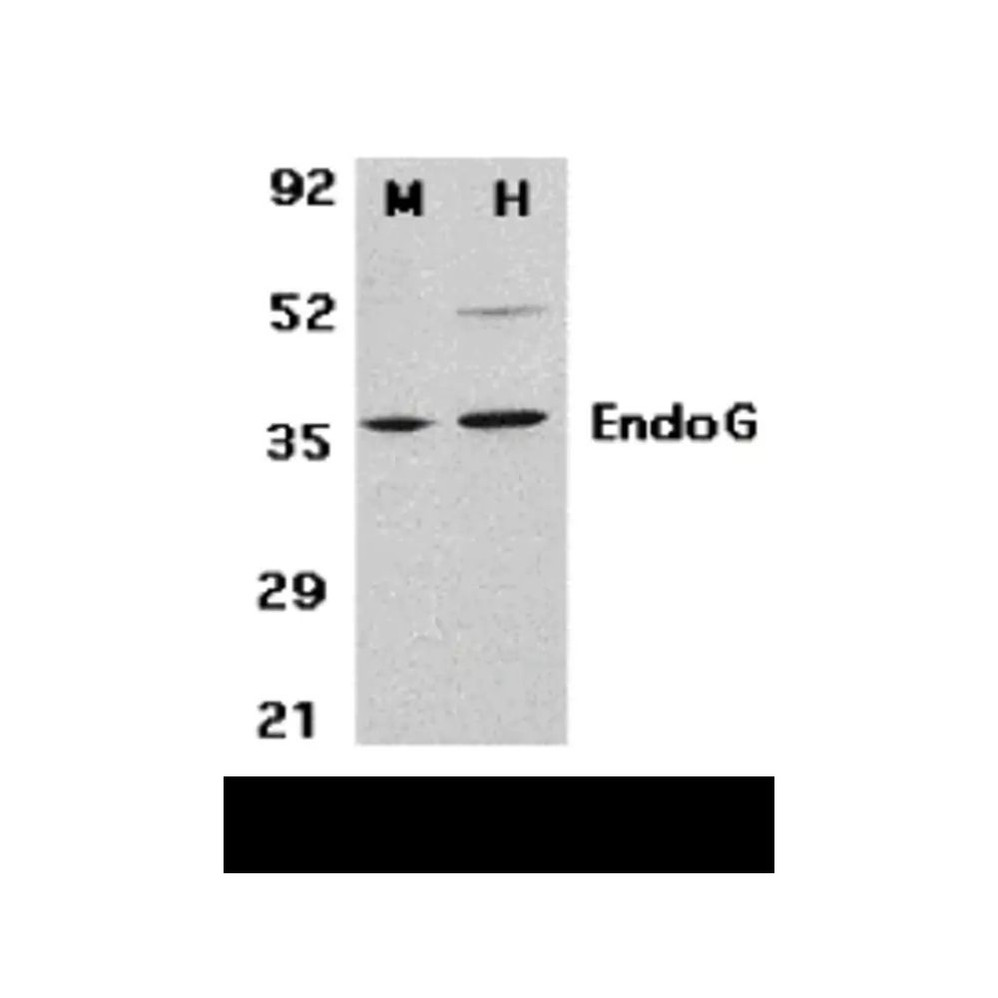 ProSci 3035 EndoG Antibody