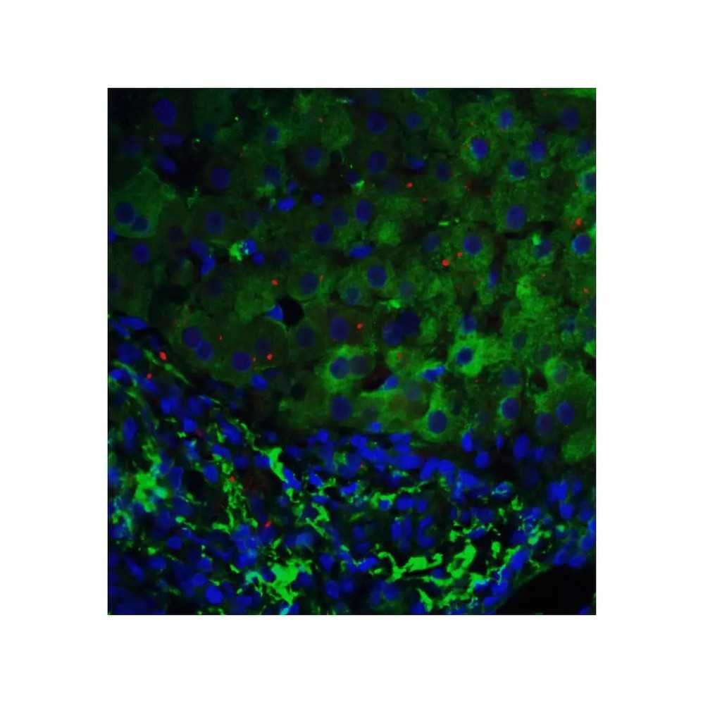 ProSci 3045 p53DINP1 Antibody