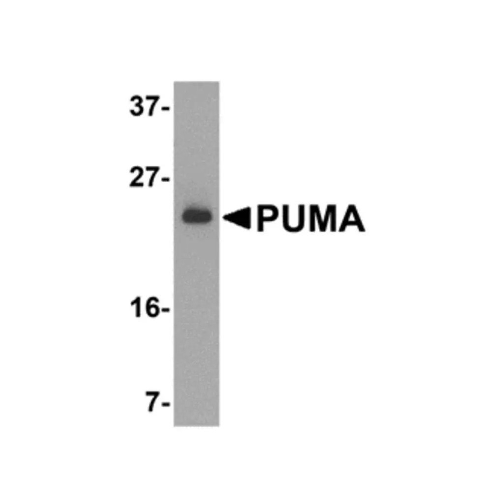ProSci 3043 PUMA Antibody