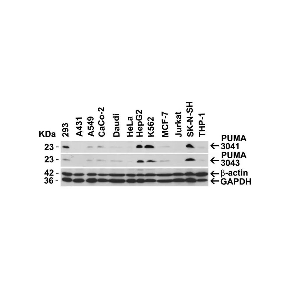 ProSci 3043 PUMA Antibody