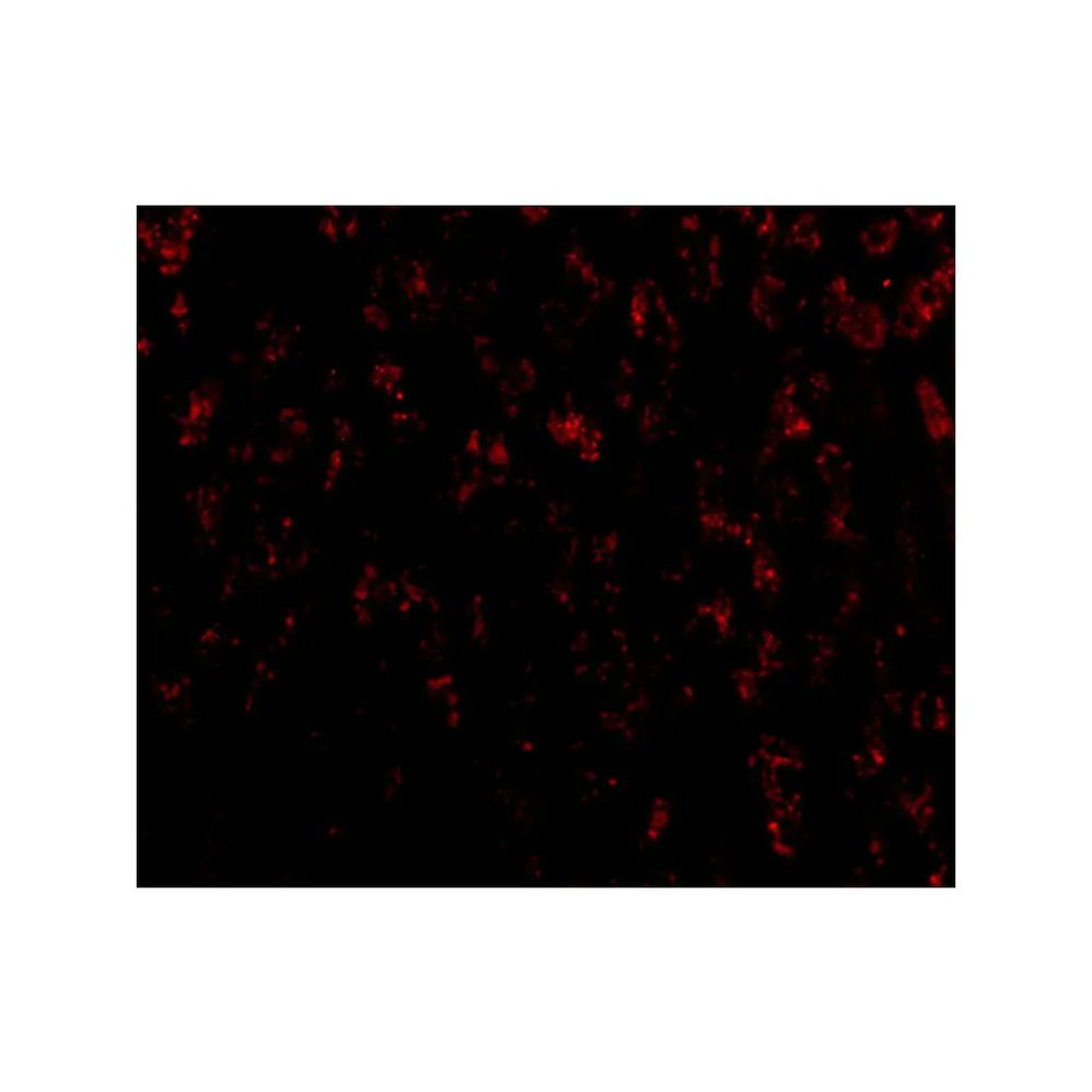ProSci 3051 OMI Antibody