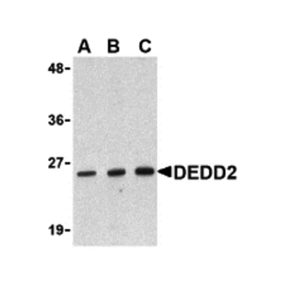 ProSci 3071 DEDD2 Antibody