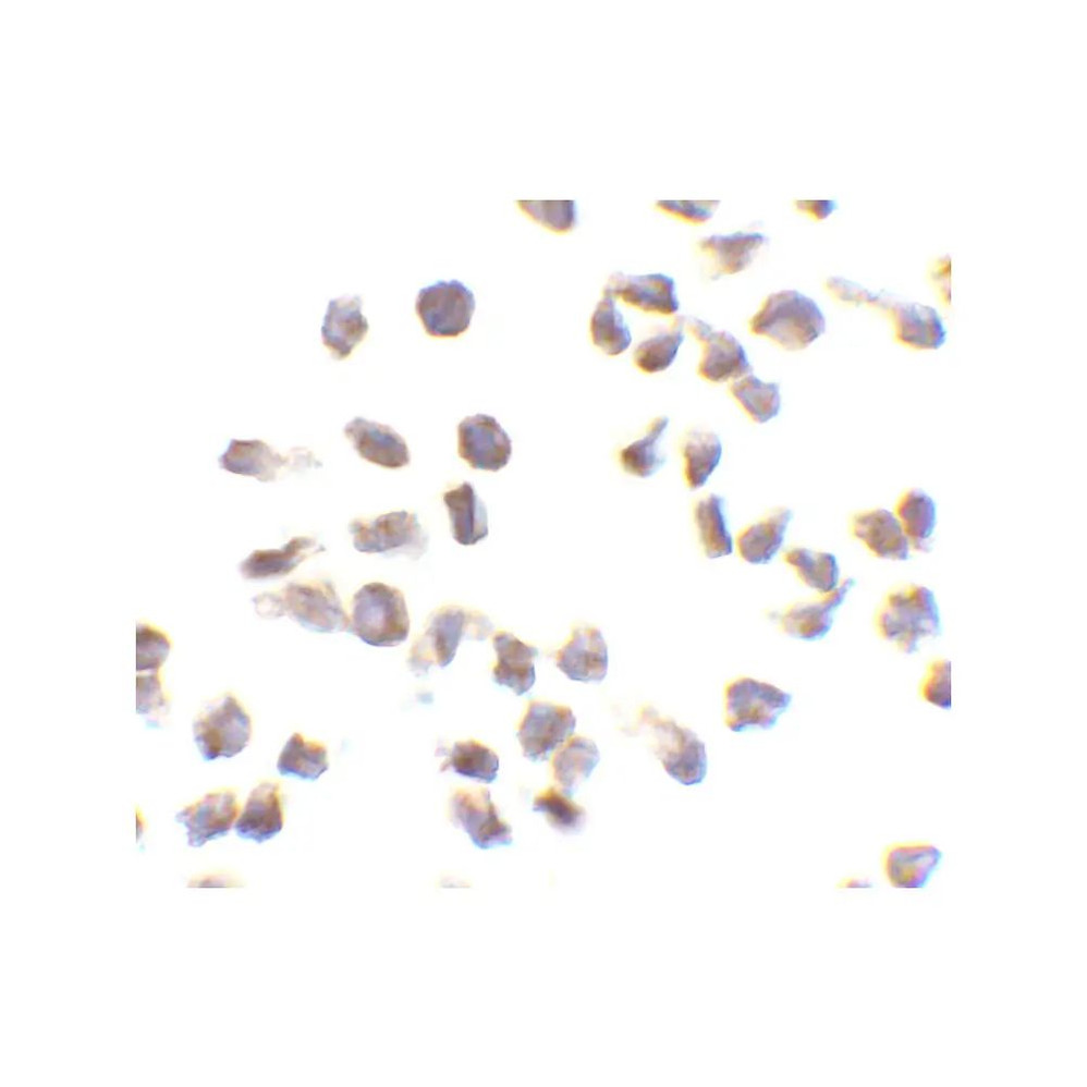 ProSci 3107 Ipaf Antibody