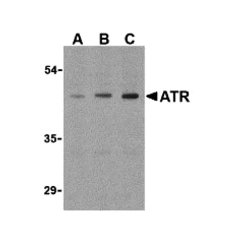 ProSci 3117 ATR Antibody